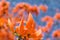 Abstract of Butea monosperma, Teak, Bengal Kino, Flame of the Forest and Erythrina, the coral tree, Fabaceae, flower with