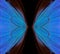 Abstract butterfly wings pattern. blue wing of a tropical butterfly on a black background. wings of Ulysses butterfly.