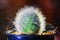 Abstract cactus and rain drop with back light