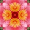 Abstract Camelia background