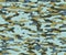 Abstract Camouflage Seamless Patterns, Camo Pattern Design