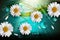 Abstract Chamomile Flowers Natural Spring and Summer Background