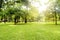 Abstract city park forest background,green nature