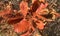 Abstract close picture of autumn leaves and withered bushes.