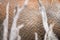 An abstract close up of the body and textured hide of a dusty and mud-covered elephant