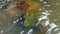 Abstract close-up of cloudy flowing water surface in natural river bed