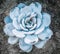 Abstract close-up of the colorful natural rosette pattern of a succulent plant, the Echeveria Capri, Echeveria lilacina, growing i