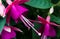 Abstract close up fuchsia blooms