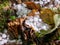 Abstract close-up view with hail grains on colored leaf background,