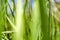 Abstract closeup image of wild grass called Cogongrass Imperata