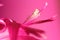 Abstract closeup macro of pink Schlumbergera flower. Christmas cactus. Soft focused