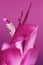 Abstract closeup macro of pink Schlumbergera flower. Christmas cactus. Soft focused