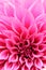 Abstract closeup of magenta dahlia flower with decorative petals