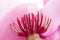 Abstract closeup of pink magnolia flower with fuchsia stamen or