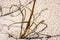 Abstract Closeup of Sea Oats and Sand (Gulf Shores, AL)