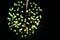 Abstract colorful defocused bright green firework bokeh - holiday concept