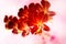 Abstract colorful red orchid painting style, soft focus and blur