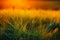 Abstract composition of barley field in sunset