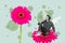 Abstract creative composite photo collage of minded dreamy man sit on gerbera choose flowers on holiday isolated on