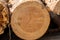 Abstract cross section of large cut Pine tree