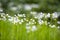 Abstract Cuckooflower Cardamine pratensis, abstract creation using selective focus