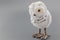 Abstract cute baby snowy owl