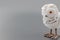 Abstract cute baby snowy owl