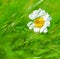 Abstract daisy background