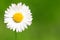 Abstract daisy background