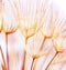 Abstract dandelion flower background