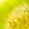 Abstract dandelion flower background