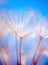 Abstract dandelion flower background