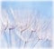 Abstract dandelion flower background