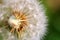 Abstract dandelion flower background, closeup with soft focus