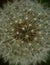 Abstract Dandelion Seed Head