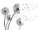 Abstract Dandelions dandelion with flying seeds