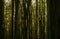 Abstract dark and gloomy picture of a dense forest with closely standing tree trunks and the sun in the background, dark green