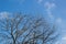 Abstract dead tree with blue sky