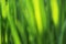 Abstract defocused green background - green grass leaves