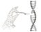 Abstract design Manual genetic engineering. Manipulation of DNA double helix with with bare hands, tweezer