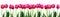 Abstract design of wide panoramic floral border with many tulips