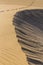 Abstract Detail Of Sand Dunes-Canary Islands,Spain