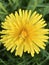 Abstract detailed closeup macro view of Textured beautiful yellow flower, fauna and flora background