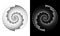 Abstract  digits ONE and ZERO in spiral over black and white background. Big data concept, icon logo or tattoo. The numbers 1 and