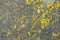 Abstract distressed yellow painted cement floor  background texture