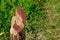 Abstract donkey head on ranch corral post. Wood carving is popular hobby in the culture