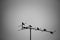 Abstract doves perching on tv antenna. black and white tone.