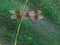 Abstract Dragonfly Blurred on Green Swirled Background