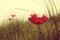 Abstract and dreamy photo with low angle of red poppies against sky with light burst. vintage filtered and toned