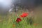 Abstract and dreamy photo with low angle of red poppies against sky with light burst. vintage filtered and toned